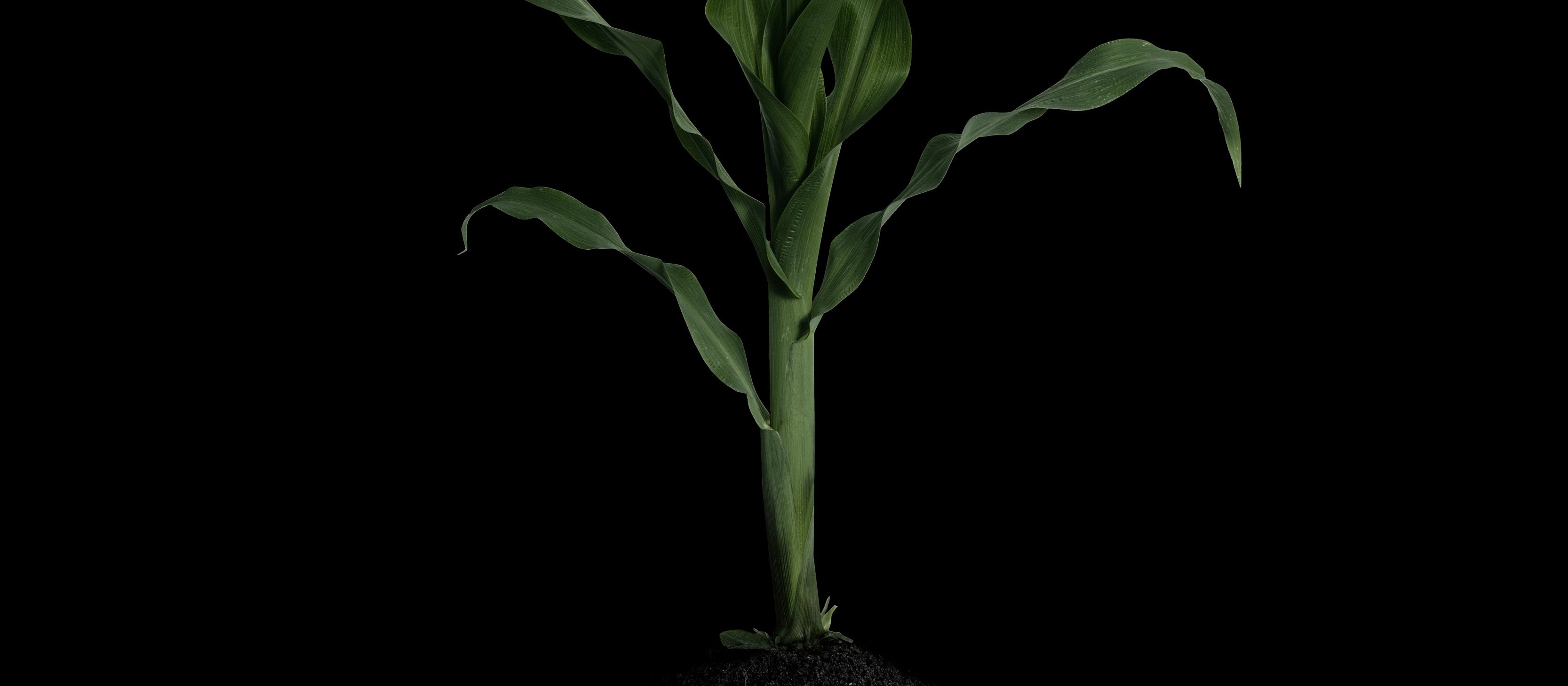 En grön växt som symboliserar hållbarhet.