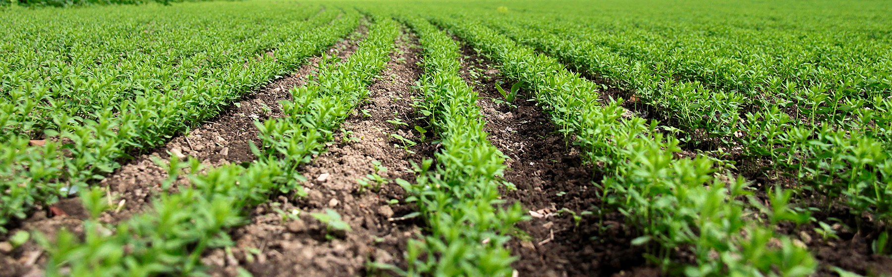 Know How - efektywne technologie uprawy
