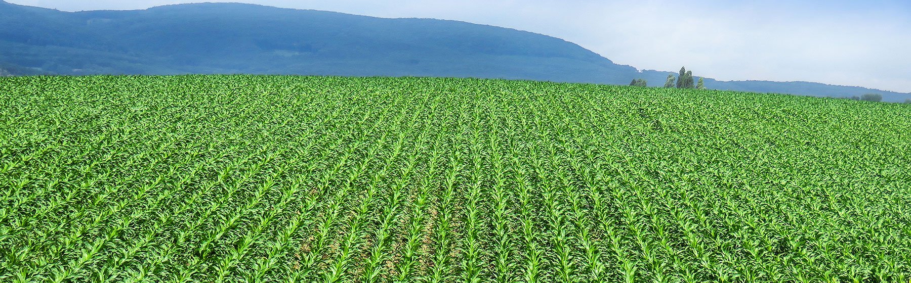 Campo de maíz plantado con Tempo