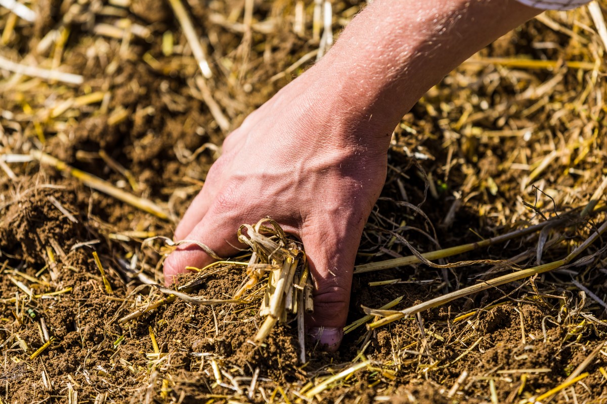 Hand holding soil