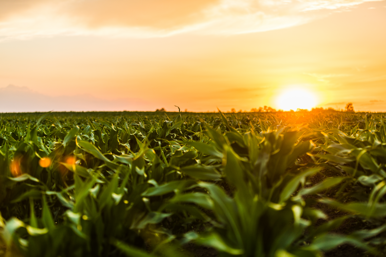 Sunset other a field