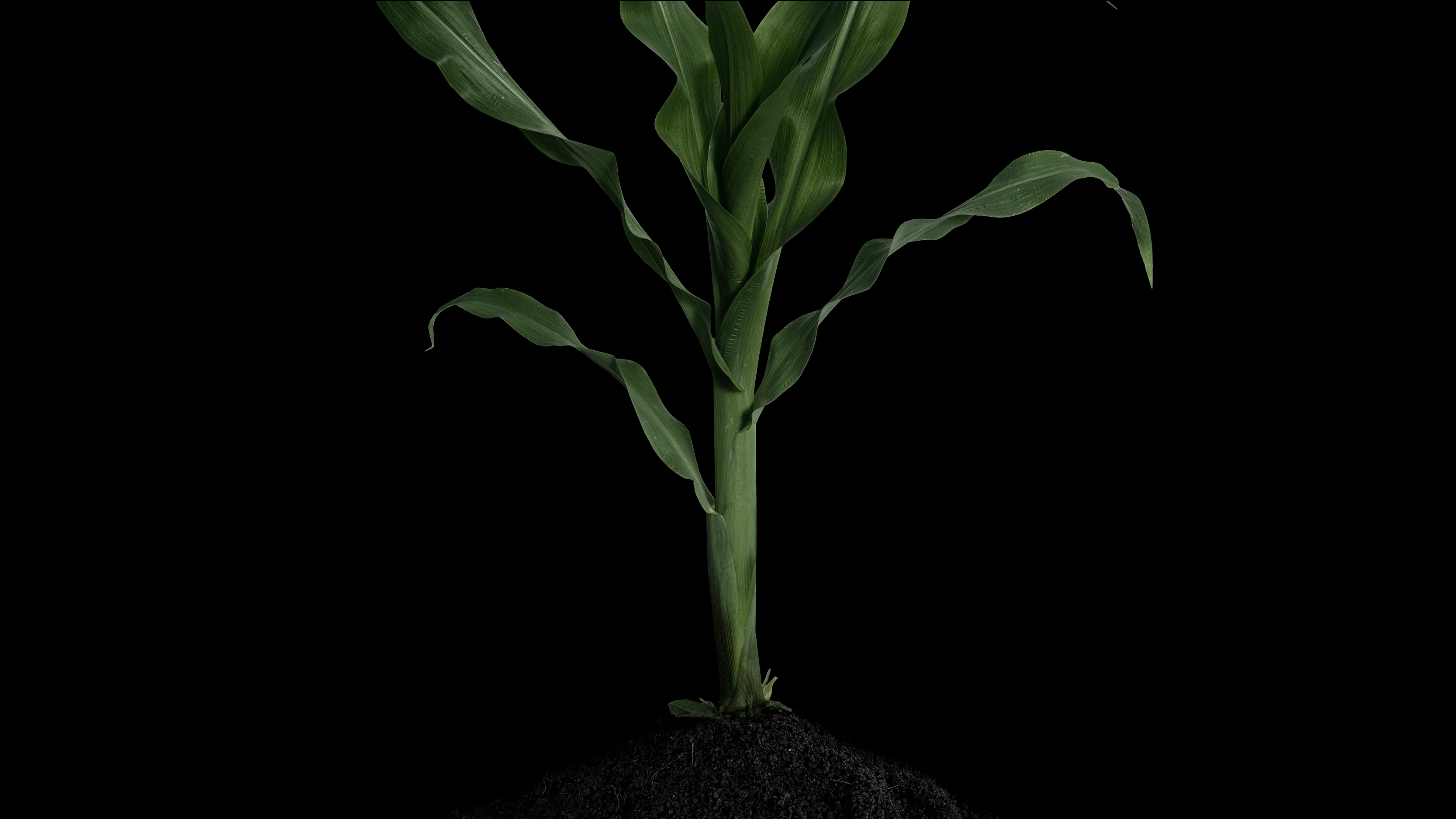 Une plante verte.