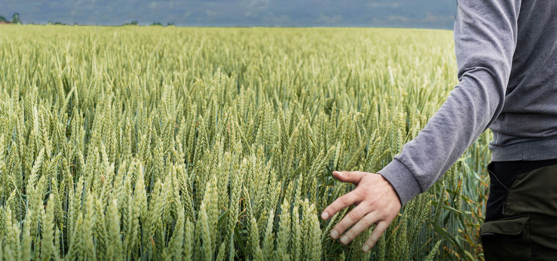 Чоловік в полі пшениці