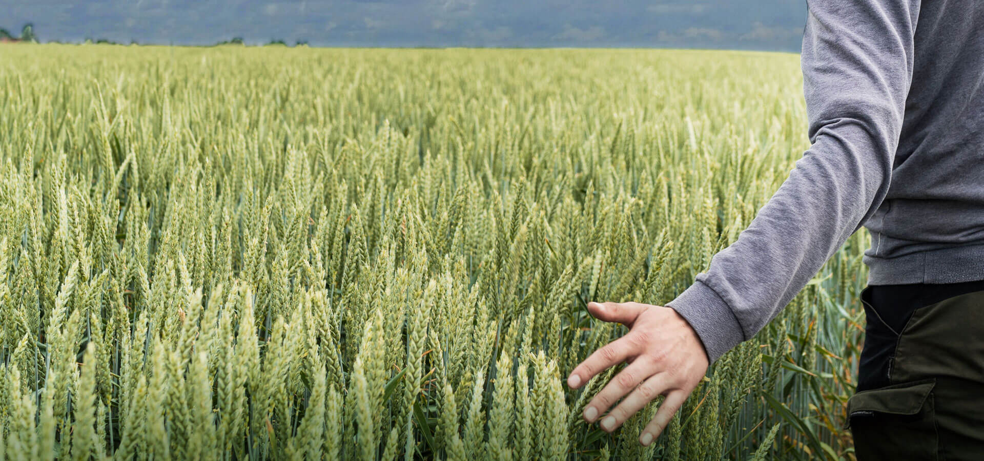 Man in wheat field