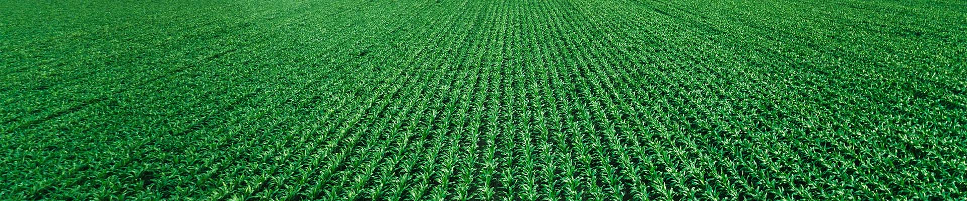 Un campo de maíz verde