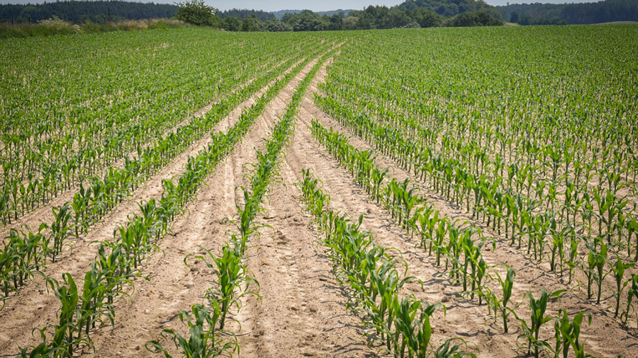Campo de maíz plantado por Tempo