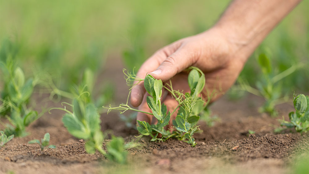 Mano tocando arvejas emergentes en un campo