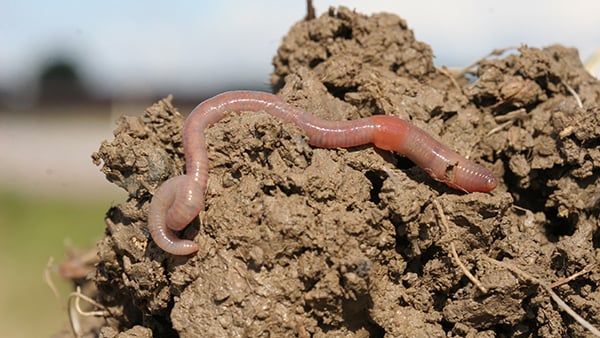 earthworms in soil