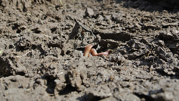 Обработка почвы он тревожит червей, нарушая системы их ходов