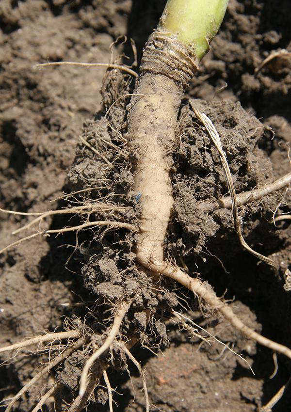 Медлительность корень. Растения с большой корневой системой. Корень. Корневые корни. Корень подсолнуха.