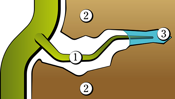 Illustration of root hair in pores