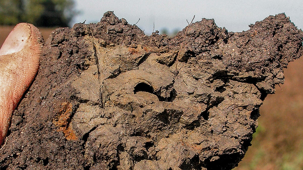 Неприятный почва. Суглинок бурый. Почва суглинок. Глинистая, Песчаная-супесчаная (легкая). Суглинистая почва суглинки.