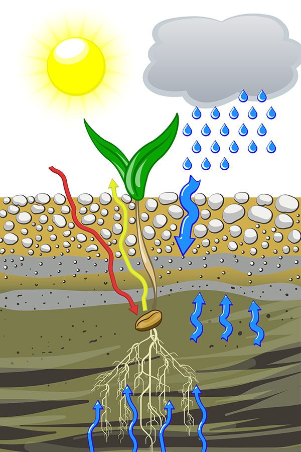 The ideal seedbed lays the foundation for high yield