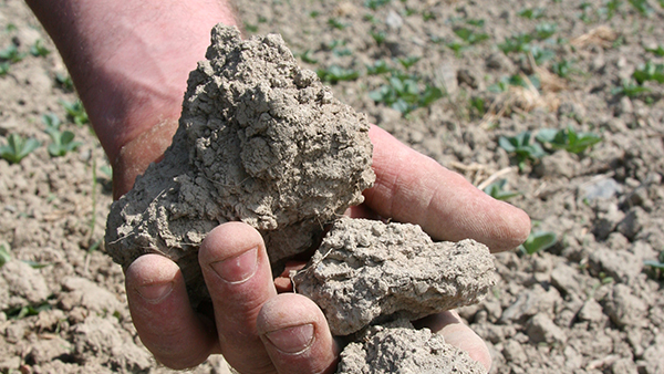 A clay soil such as this is held together and often has an aggregated structure A clay soil such as this is held together and often has an aggregated structure