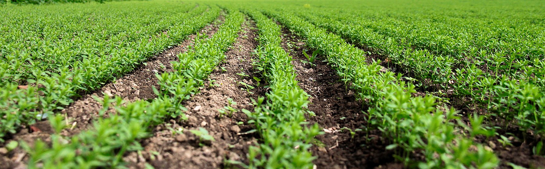 Savoir-faire : Méthodes agricoles efficaces 