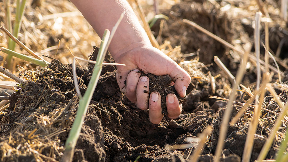 Close-up of hand, grabbing a fistful of soil from a field