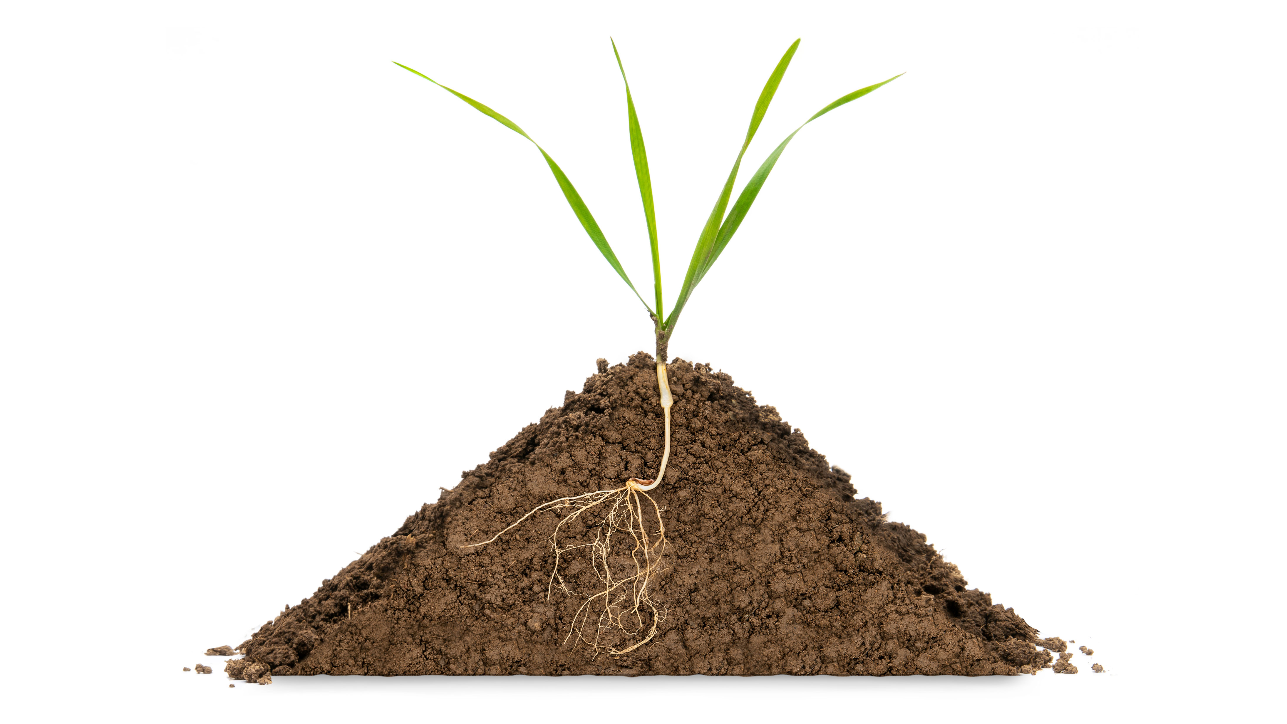 Crecimiento de las plantas