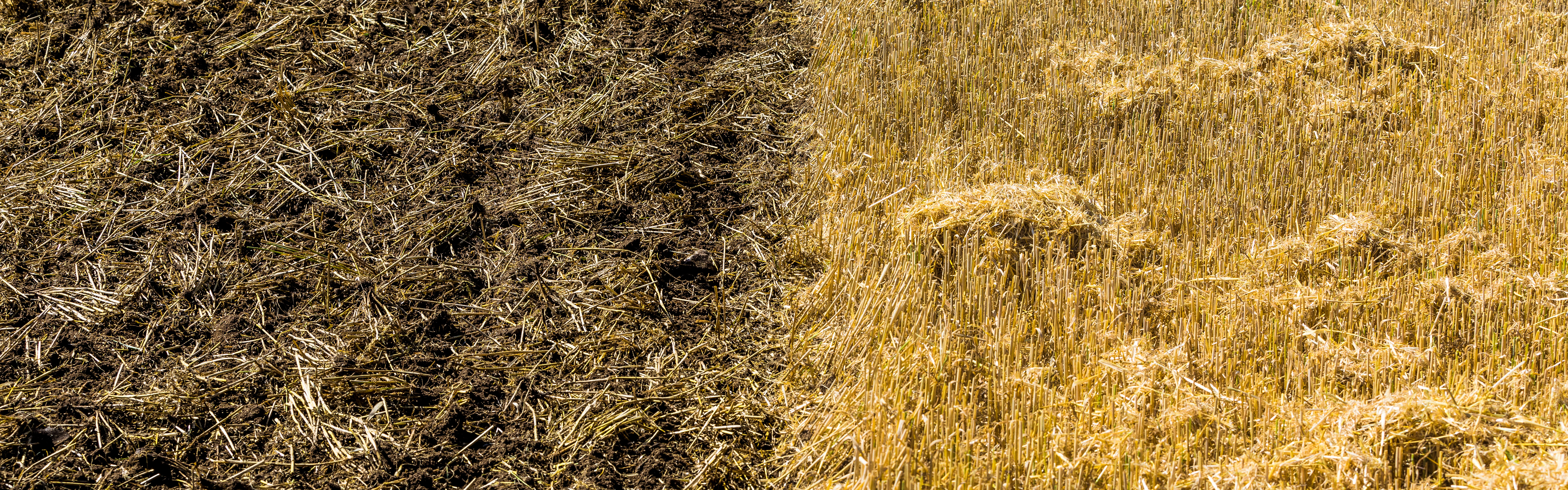 Campo cultivado.