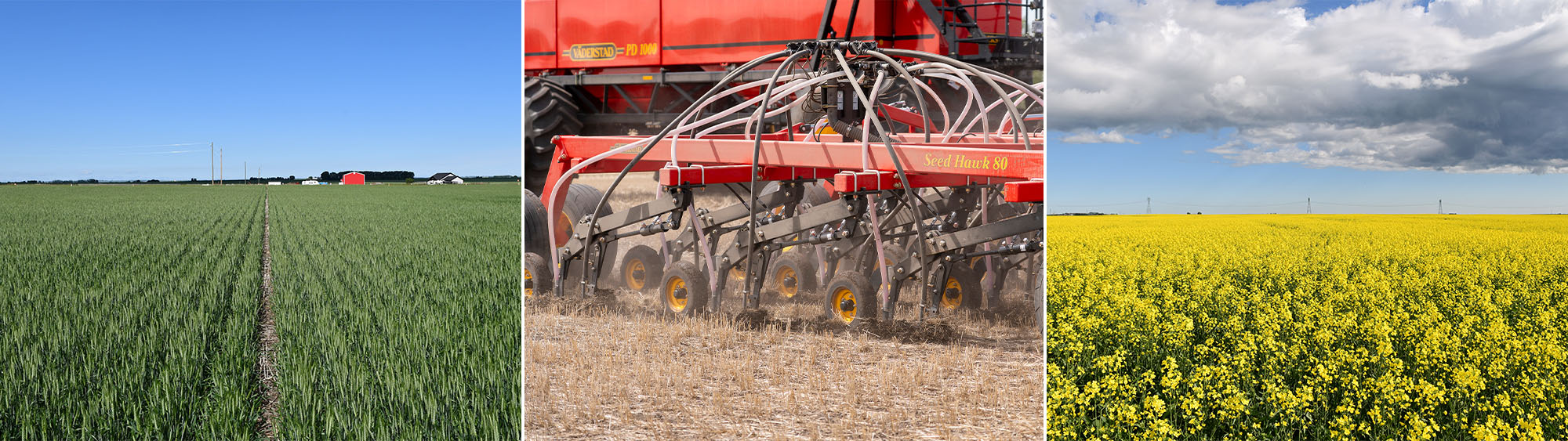 Collage of photos from the Väderstad canola and wheat row spacing trial