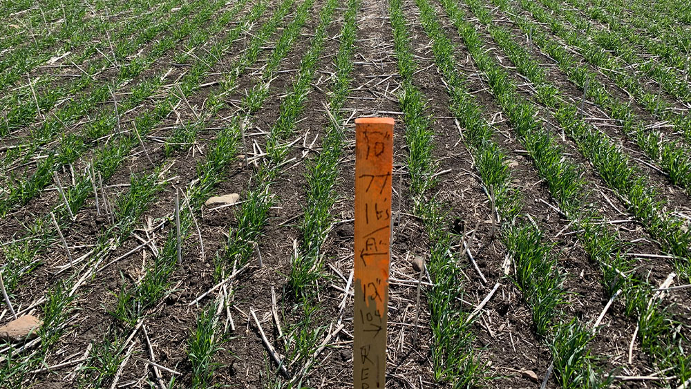 Closeup of the field during the Väderstad Canola and wheat row spacing trial