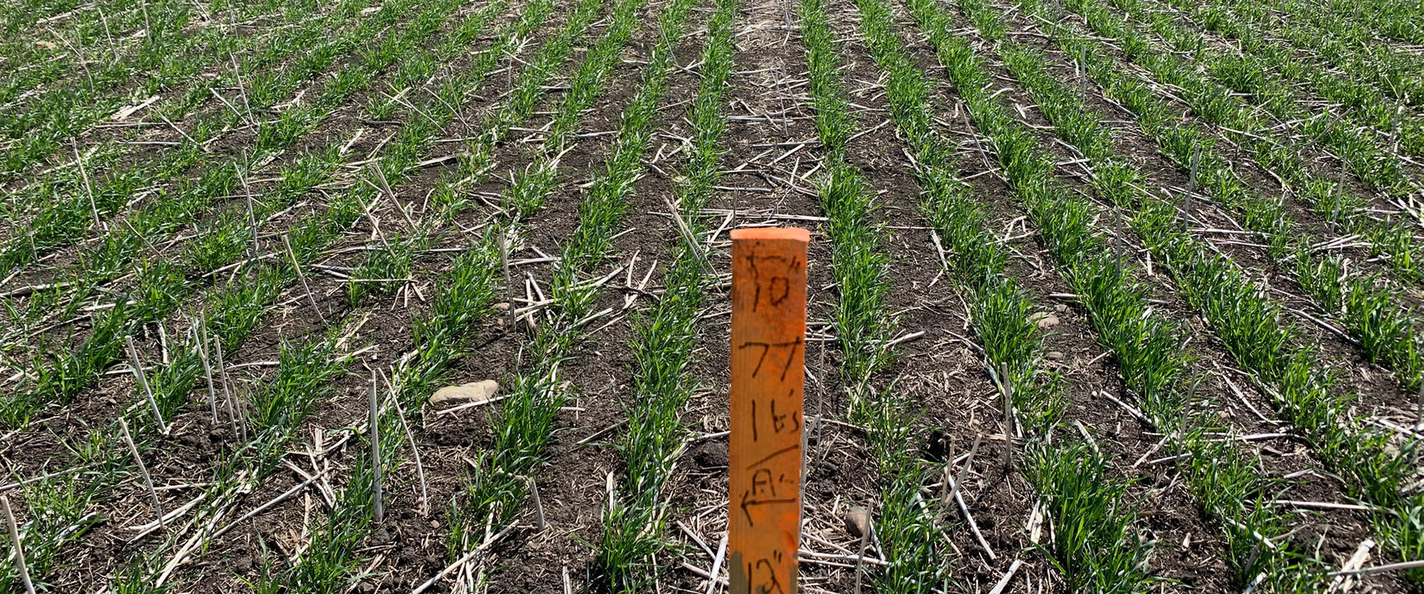 Closeup of the field during the Väderstad Canola and wheat row spacing trial
