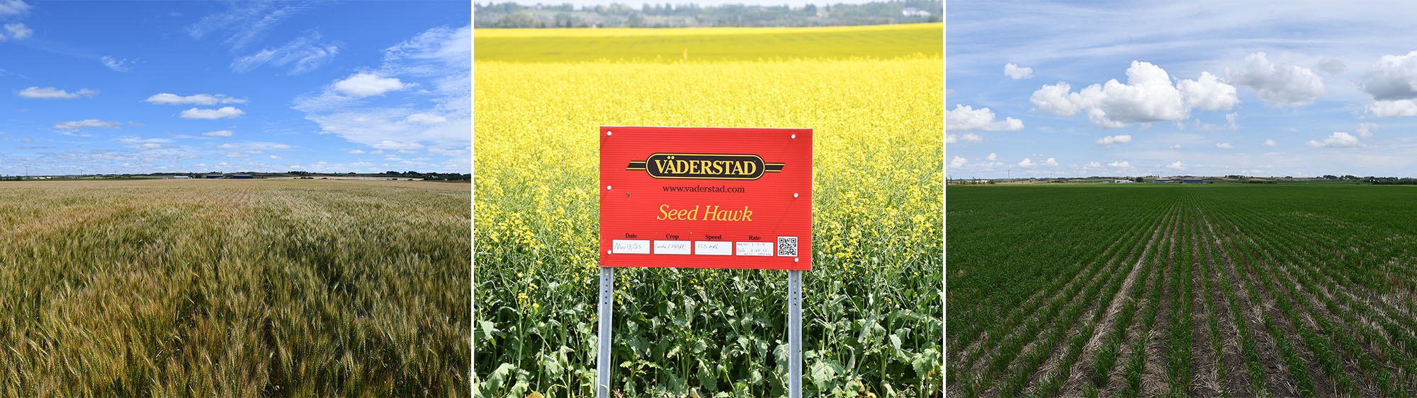 Collage of photos from the Väderstad canola and wheat seeding rate trial