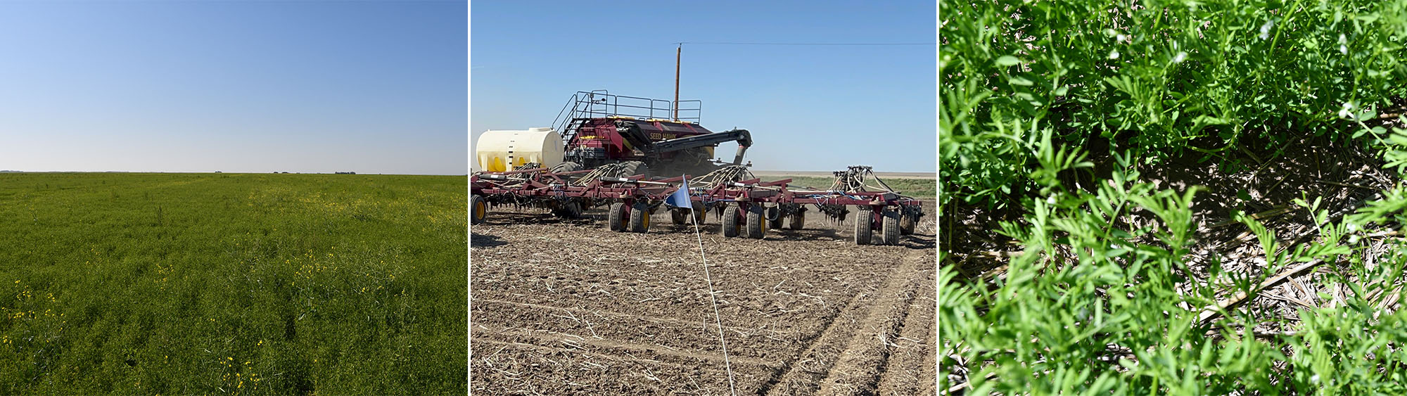 Collage of photos from the Väderstad lentils seeding rate trial