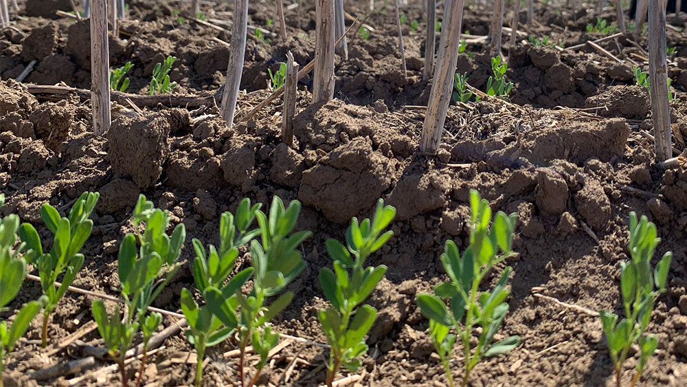 Closeup of the field during the Väderstad Lentils seeding rate trial