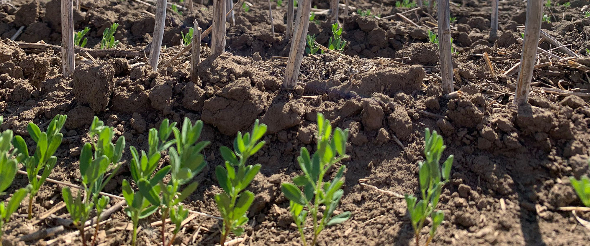 Closeup of the field during the Väderstad Lentils seeding rate trial