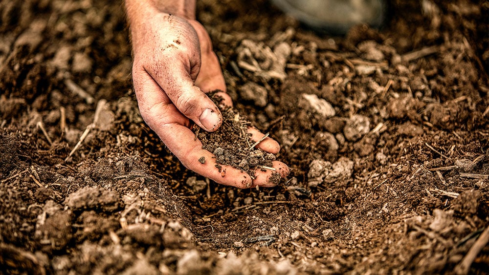 Hand picking up soil from the field