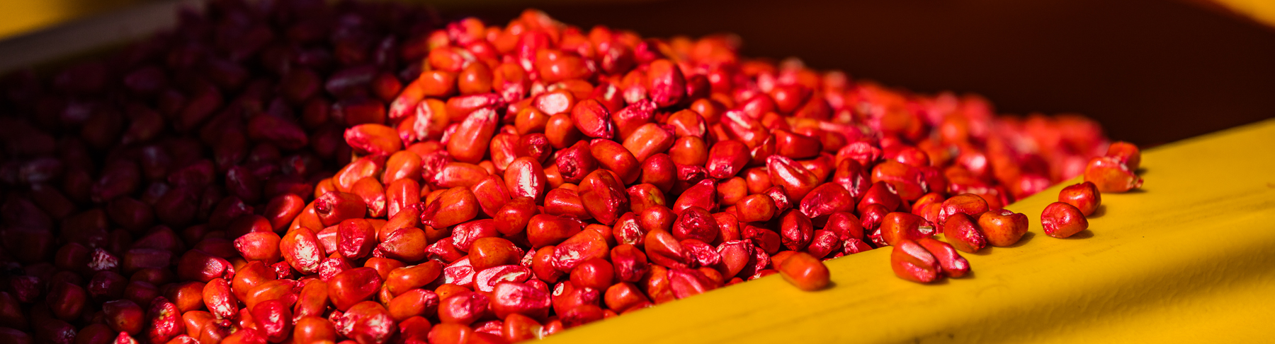 Tempo seeds