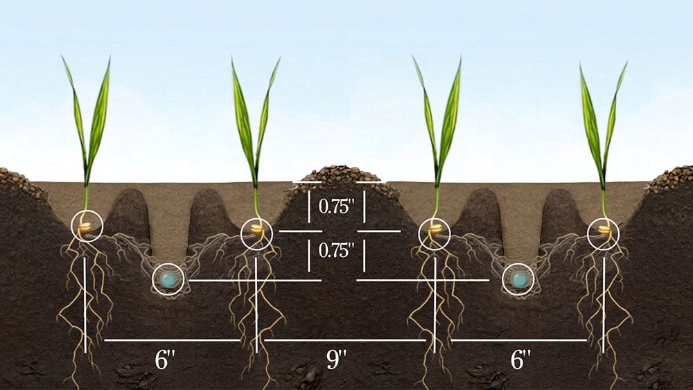 Illustration of the accuracy of fertiliser placement with Väderstad Dakota seeder