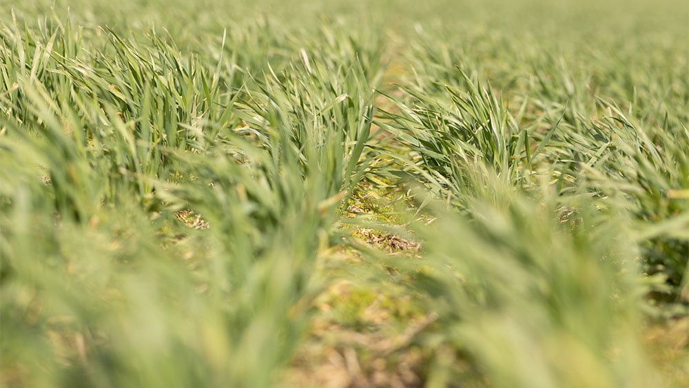 Close-up of a field with excellent crop emergence.