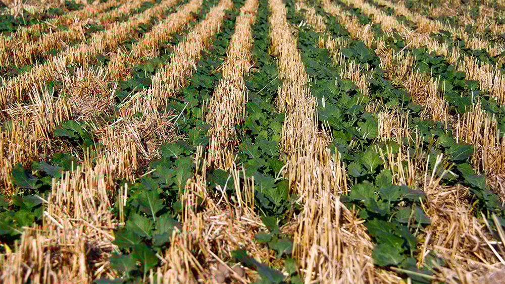 Seed establishment in a no-till field.