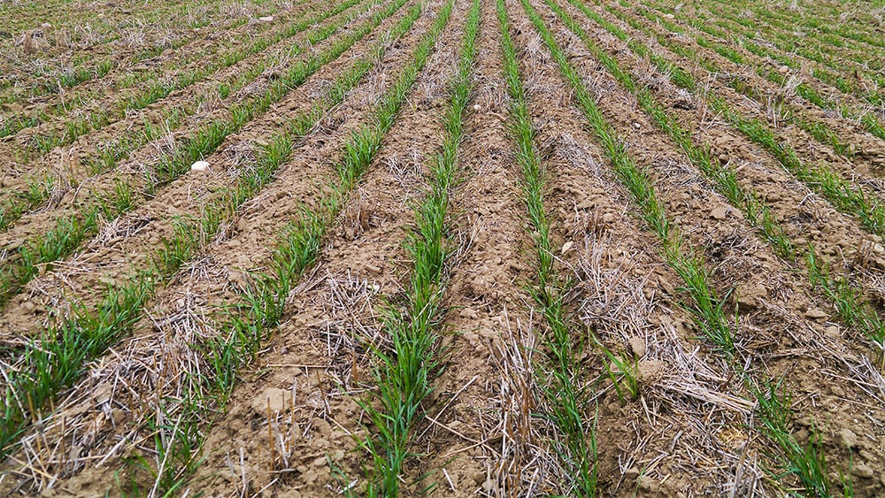 Seed establishment in a field.