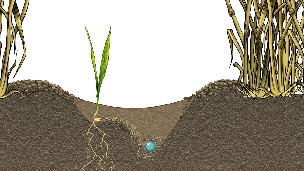 Illustration of how root development benefits from the environment created by Seed Hawk's double-knife system.