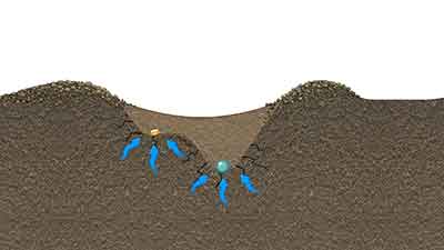 Illustration promotes growth