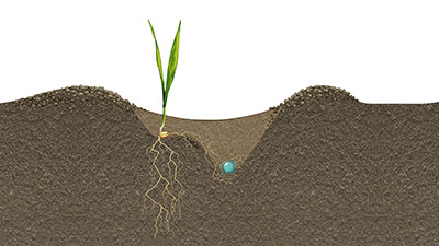 Illustration of root development