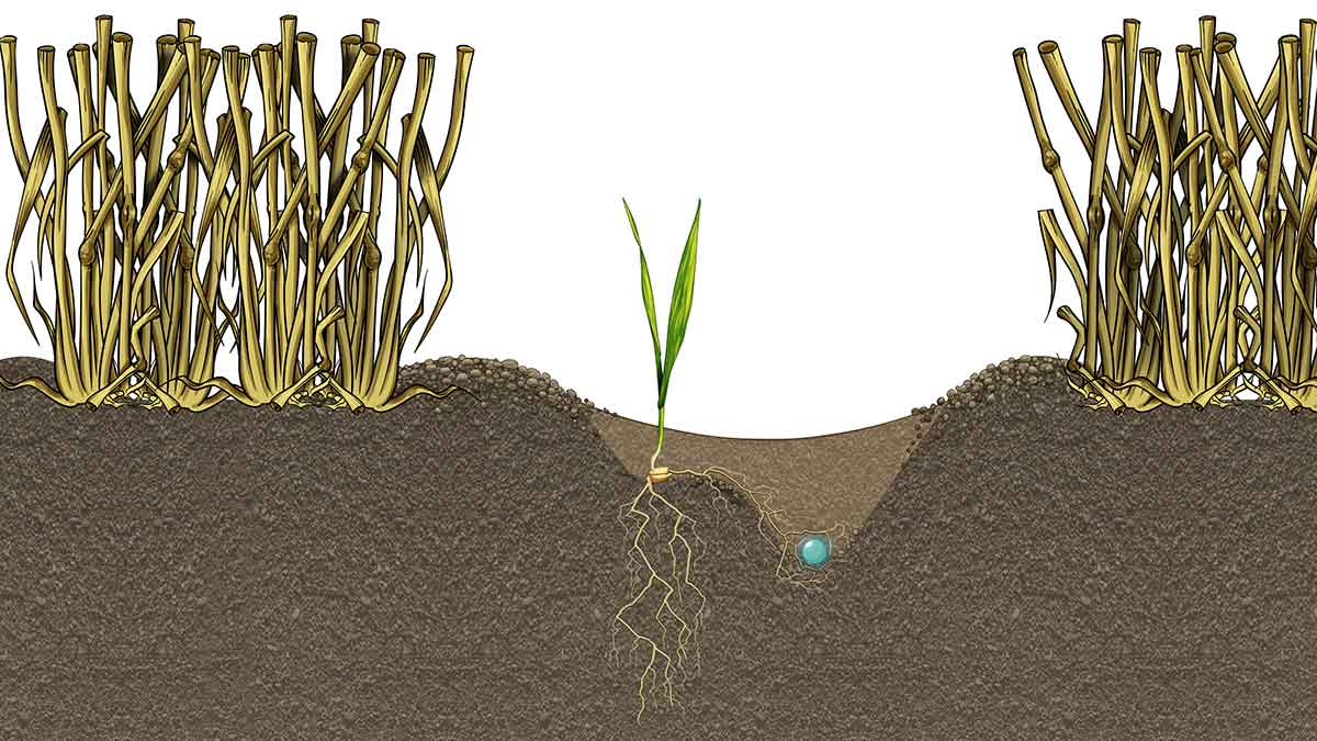 Illustration of superior growth