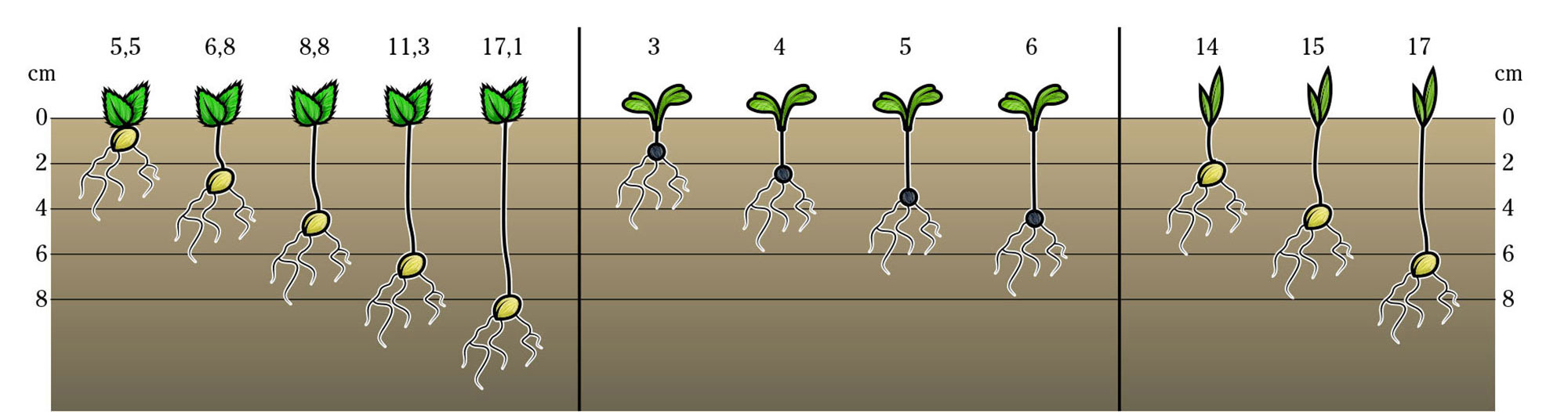 Days till emergence in relation to seed depth