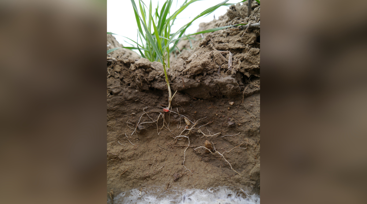 Image of a seed and fertilizer placement