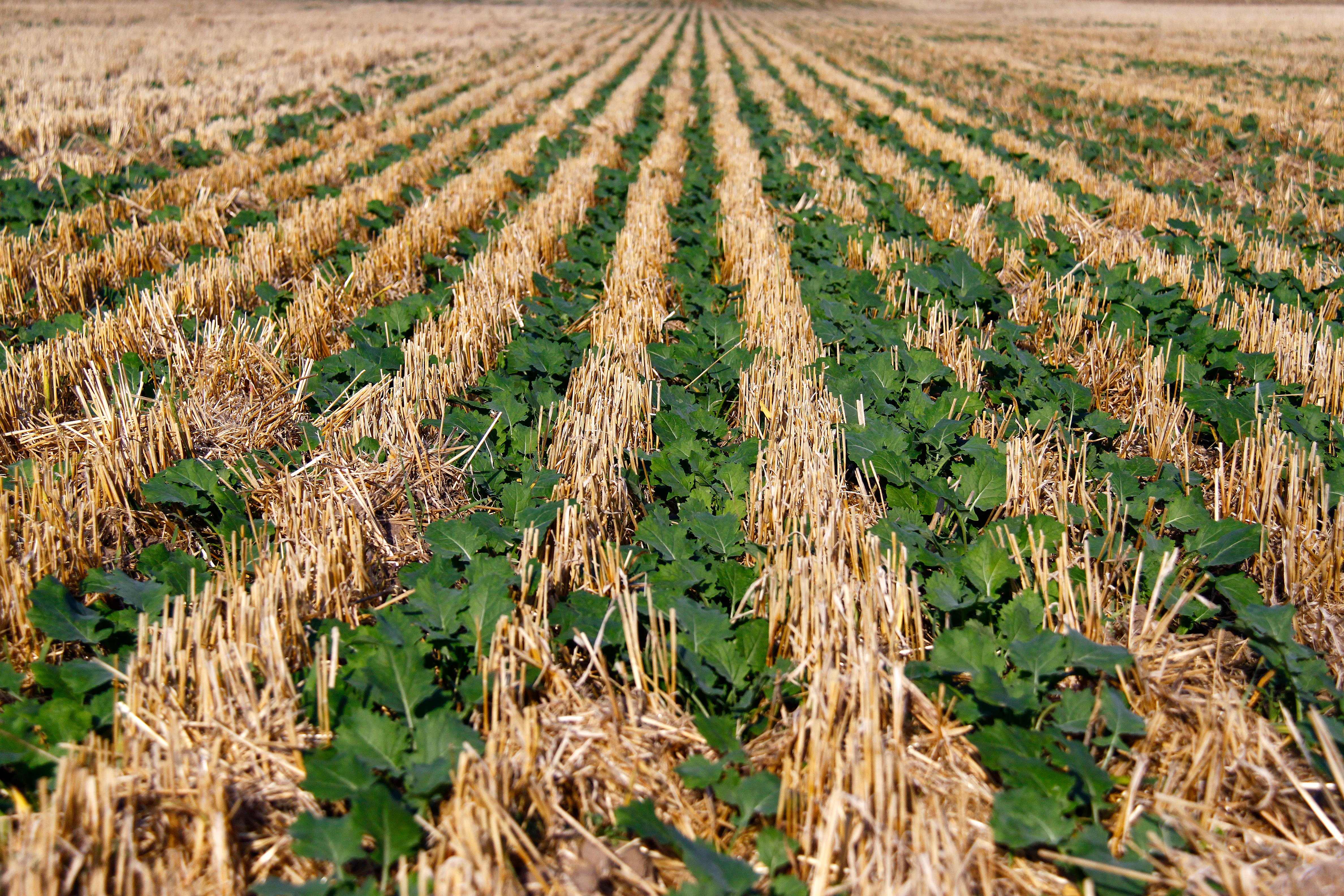 Photo of a field that was recently planted and it is emerging. Between the lines there is the stubble