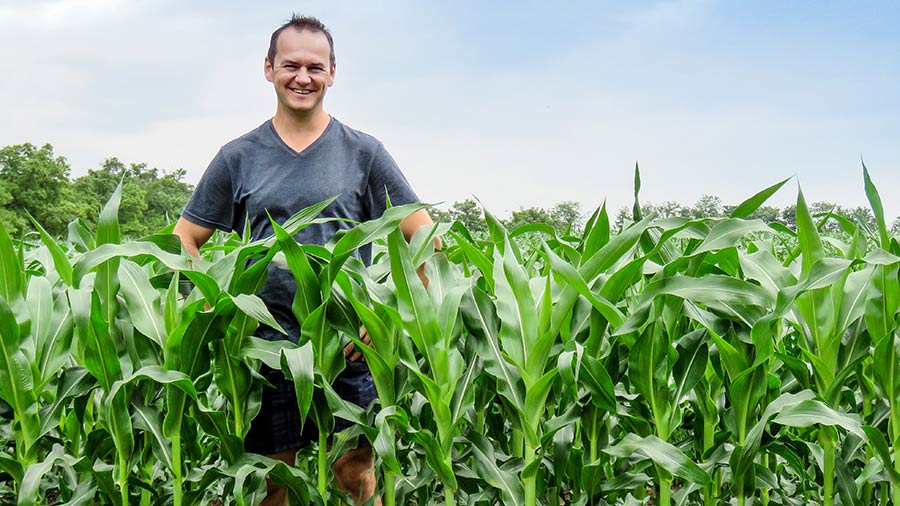 Man i majsfält